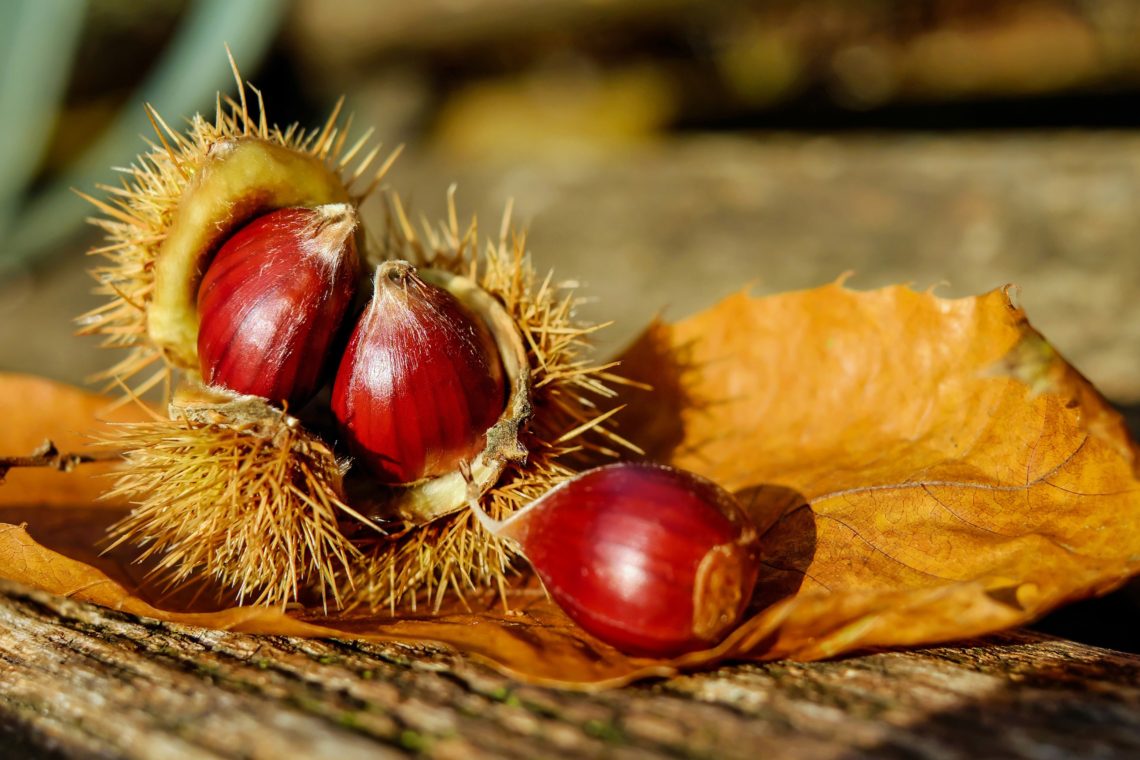 Ouriços com castanhas