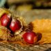 Ouriços com castanhas