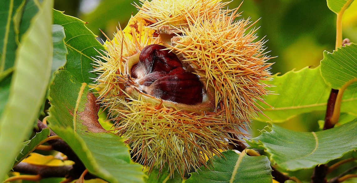 Castanheiro com ouriço