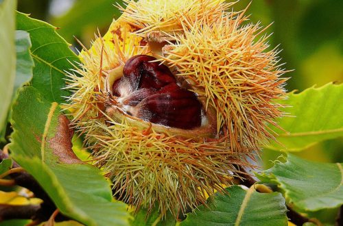 Castanheiro com ouriço