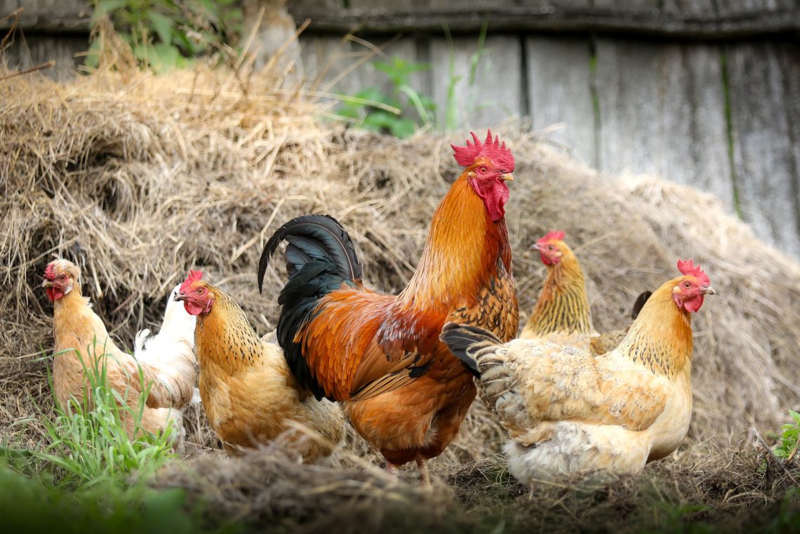 Galinhas e galo na natureza