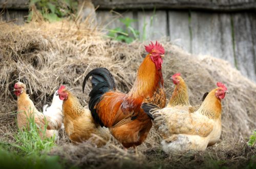 Galinhas e galo na natureza