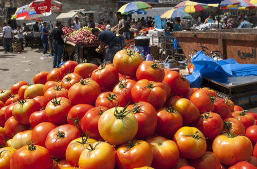 Banca de tomates contaminados