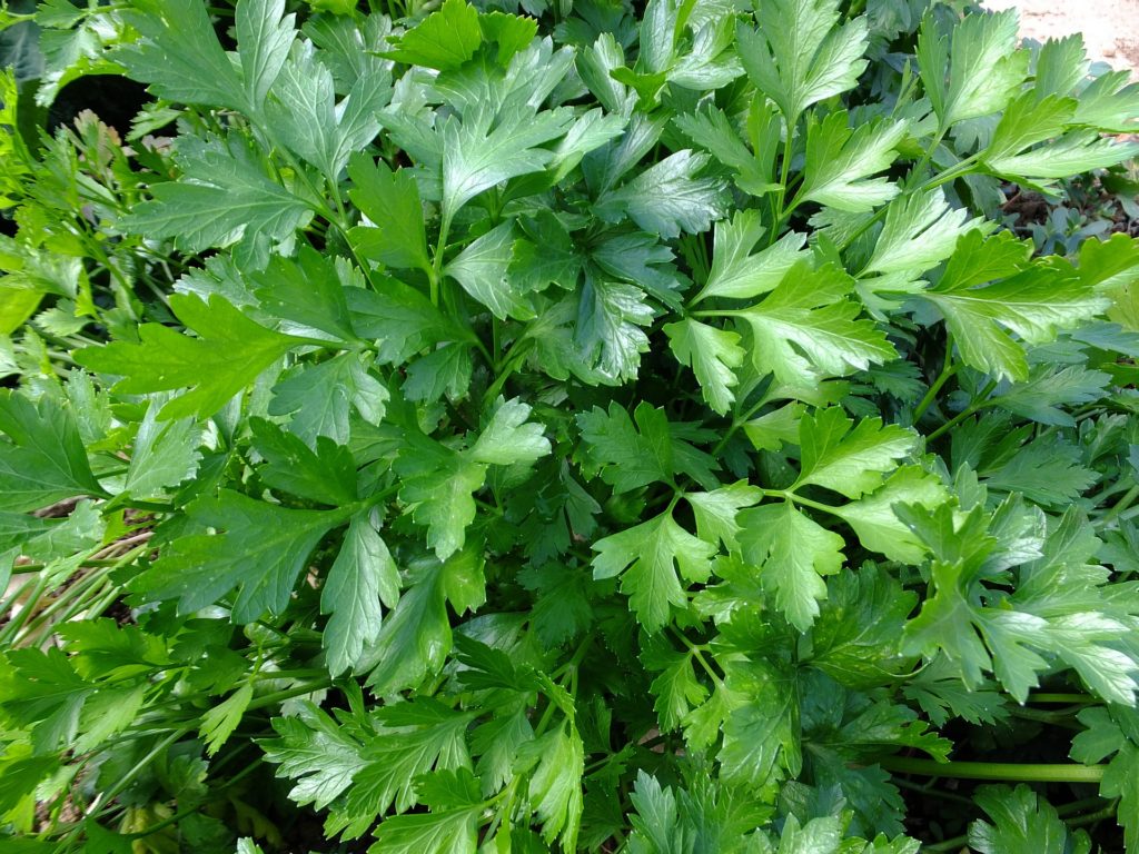 10 (boas!) razões para comer salsa – Mundo da Nutrição